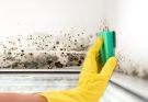 How to Save on the Cost of Mold Removal
