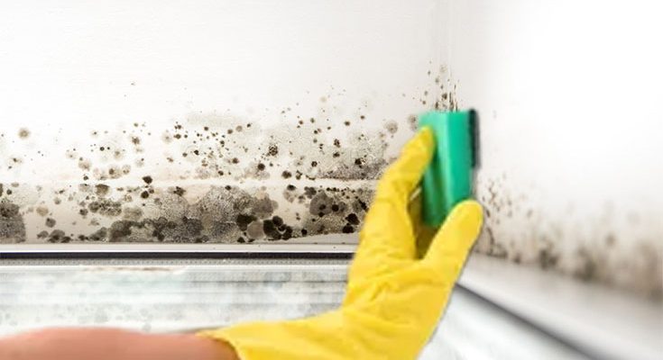 How to Save on the Cost of Mold Removal